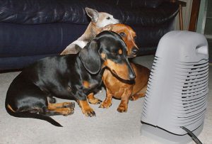 Electric Space Heaters Duty Free Pets Longmont Pooper Scooper Service