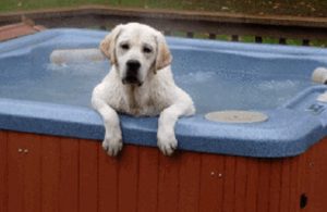 Dog in Hot tub Lafayette Colorado Pooper Scooper