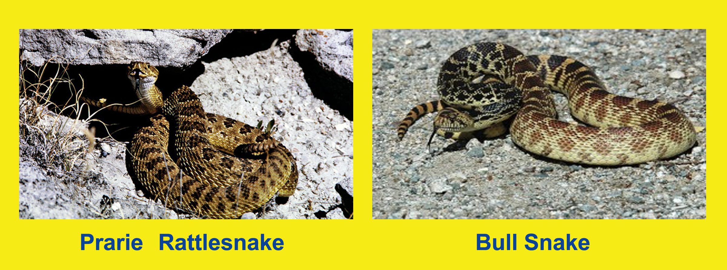 Rattlesnake-vs-Bull-Snake-identify-Pooper-Scooper-Boulder-Colorado