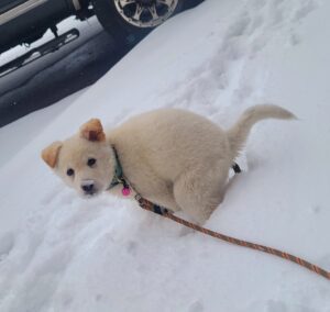 pooper scooper arvada colorado dog pooping in snow