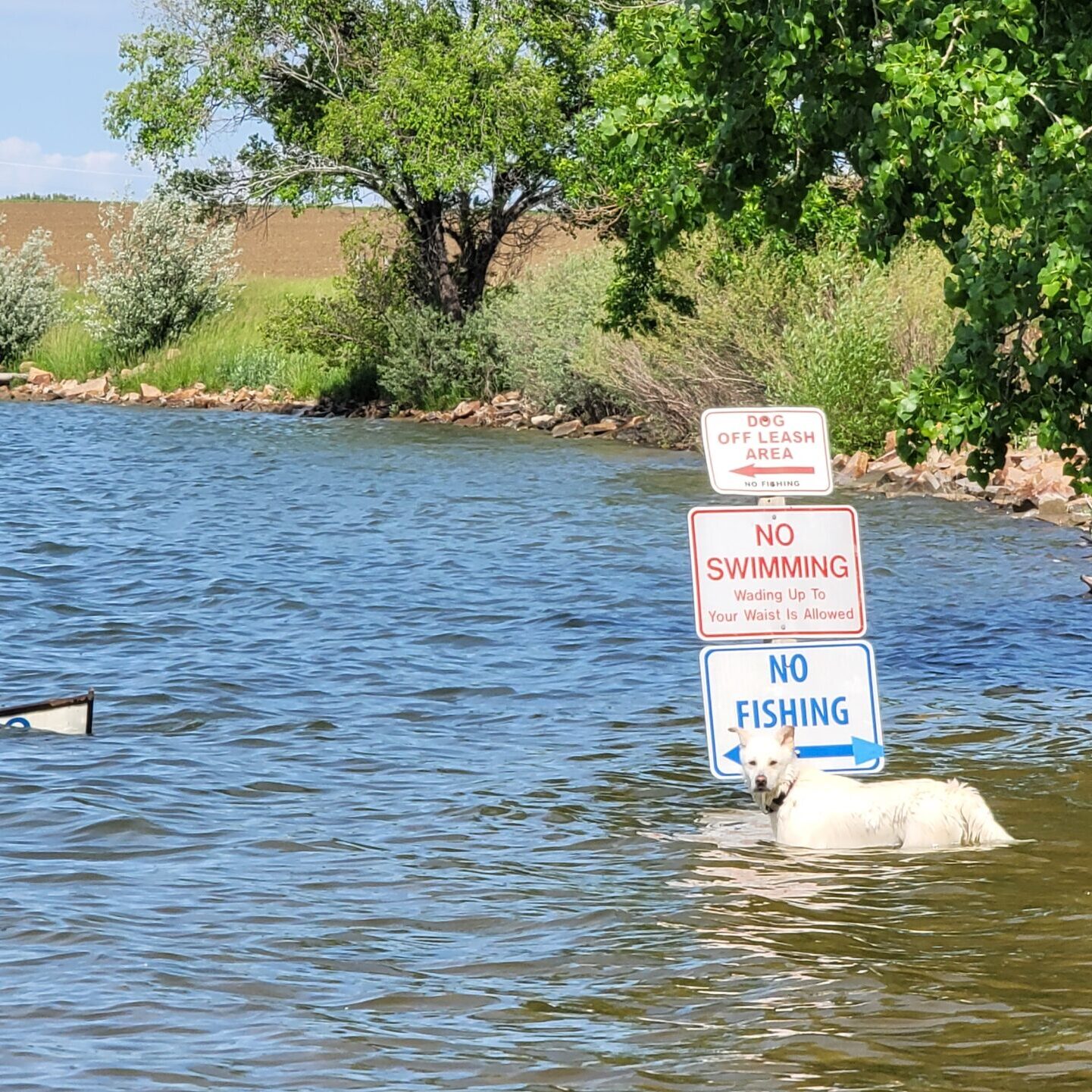 Dog Swimming in Union Reservoir Pooper Scooper Longmont Colorado