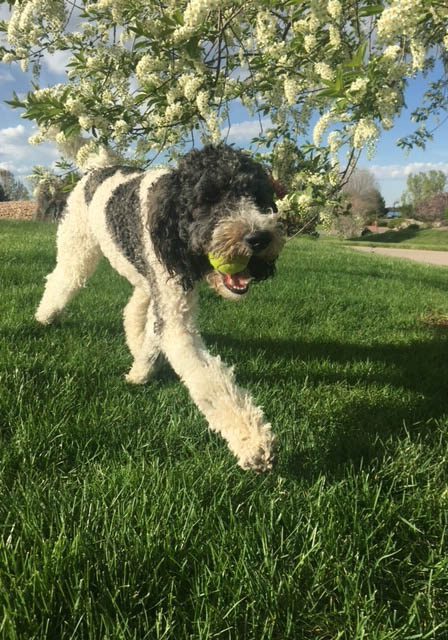 Happy dog after a Pet Waste Removal Visit in Colorado