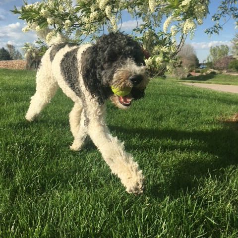 Happy dog after a Pet Waste Removal Visit in Colorado